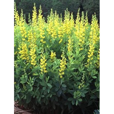 Faux indigo jaune Godet de 8/9 cm (1/5)