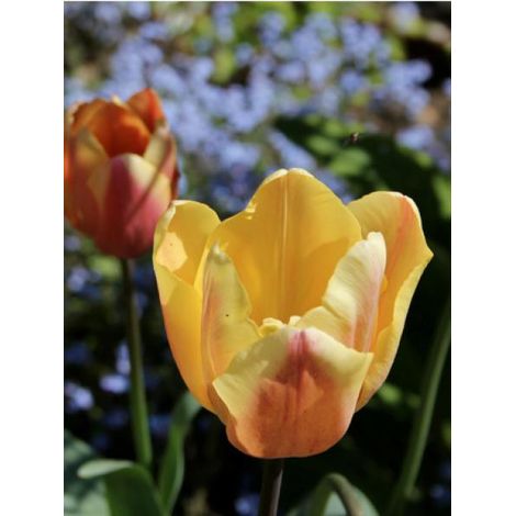 Tulipe 'Apricot Foxx' Bulbe calibre 12+ (par 10) (1/3)