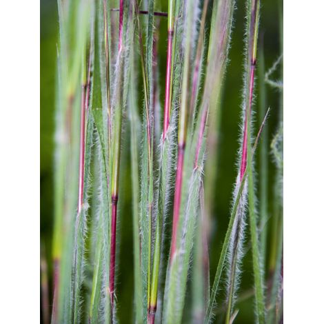 Herbe à balais 'Ha Ha Tonka' Godet de 8/9 cm (1/2)
