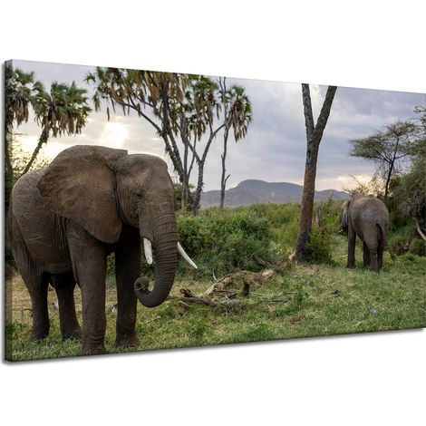 Leinwanddruck Tiere Elefanten Savanne 120x70