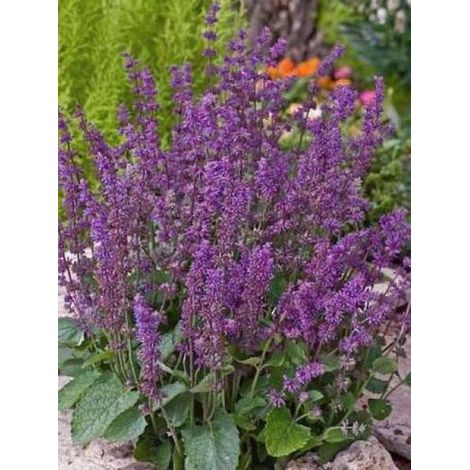 Sauge verticillée 'Endless Love' Godet de 8/9 cm (1/2)