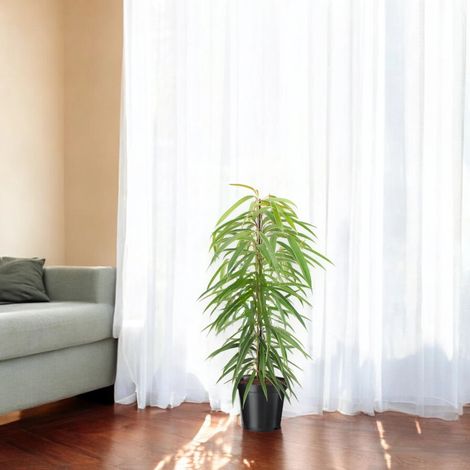 Gardenaria Ficus binnendijkii 'Alli' - Pianta da interno ornamentale - Altezza: 135 cm (vaso 27)