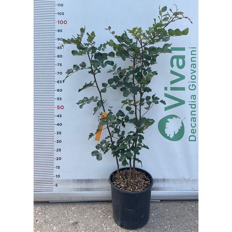 PIANTA DI CARRUBO "Ceratonia siliqua" CESPUGLIO IN VASO 24 CM   (foto reale)