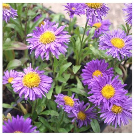 Aster de printemps Dunkle Schöne/Lot de 3 godets