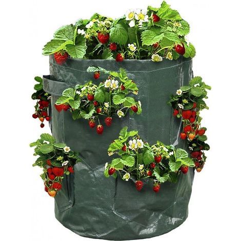 Sac à fraisiers Sac de Plantation pour Fraises Vert (1/5)