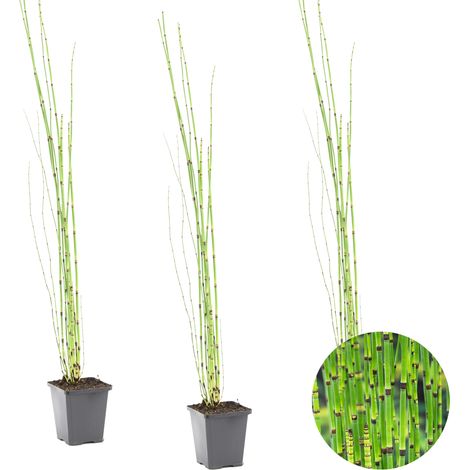 Bloomique - Lot de 3 - Equisetum Japonicum - Prêle du Japon - Plantes de bassin - Plantes aquatiques - Rustique - Hauteur 20-30 cm - Pot 9 cm