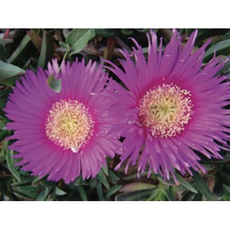 Carpobrotus Acinaciformis