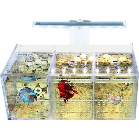 Mini aquarium de table, en acrylique transparent, avec éclairage LED et filtre intégré, pour poissons betta et décoration.-AquaForge (1/5)