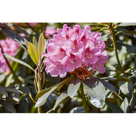 Rhododendron 'Lady Annet de Trafford' Rhododendron Hybr.'Lady Annet.de Trafford' C 5 30- 40