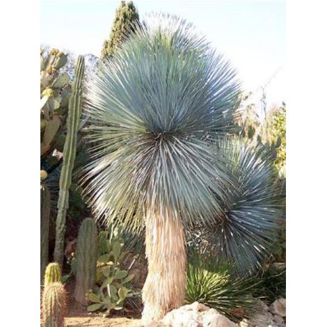 Yucca rostrata en pot de 2L/3L – Hauteur 15/30 cm – Exposition soleil – Résistant au froid jusqu'à -15 °C