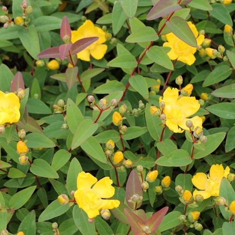 Vivaio Garden Forest – Hypericum hidcote arbuste couvre-sol 18cm – Fleurs jaunes en coupe – Résistant au froid jusqu'à -15°C – Exposition plein soleil, mi-ombre