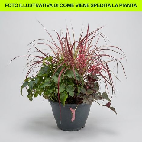 TRIS COMPOSIZIONE DI PIANTE PERENNI AUTUNNO IN VASO 26CM