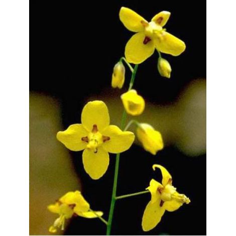 Fleur des elfes jaune Godet de 8/9 cm (1/2)
