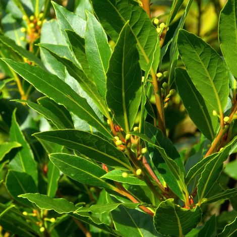 Laurier du Portugal Angustifolia - Prunus lusitanica Angustifolia 40cm en pot (1/2)