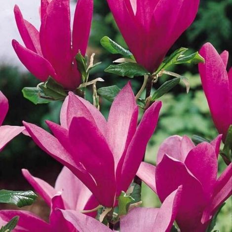 Magnolia giapponese "Magnolia Susan" magnolia da fiore pianta in vaso ø24 cm h. 100/140 cm (1/5)