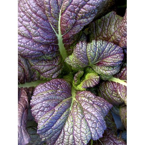 Moutarde brune 'Red Giant' le sachet de 800 graines (2g) (1/2)