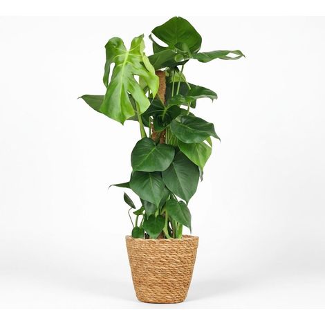Monstera Deliciosa Plante d'intérieur sur Tuteur avec Panier Vert Pot Ø 19 cm Hauteur 90 cm - PANGIVO (1/5)