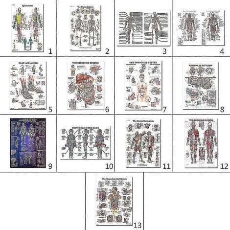 Anatomisches Poster-Set zum Muskel- und Skelettsystem – Anatomie des menschlichen Skeletts und der Muskulatur – einseitig, 19 x 27 Zoll-6 (1/4)