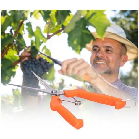 Ciseaux à Fruits et Légumes Allongés pour Récolte, Idéals pour la Taille des Grappes de Raisin (1/2)