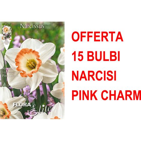 OFFERTA 15 BULBI NARCISO LARGE CUPPED FLOWER PINK CHARM