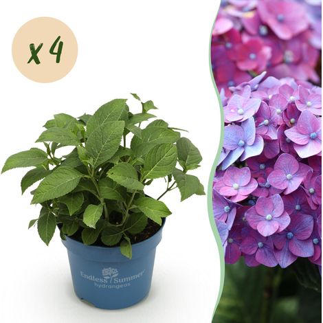 Hortensia Endless Summer Summer Love Purple - Lot de 4 Plantes de Jardin Violettes - Pot 14cm - PANGIVO (1/5)