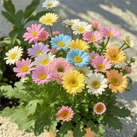 Graines de marguerites colorées (2000 graines), graines de fleurs, naturellement parfumées, floraison longue durée, engrais inclus. (1/5)