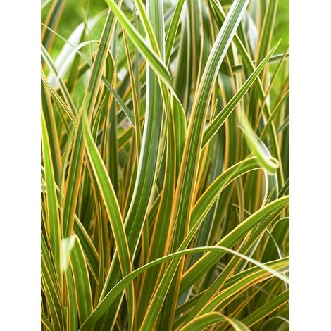 Laîche d'Oshima 'Everglow' Pot de 1,5L/2L (1/2)