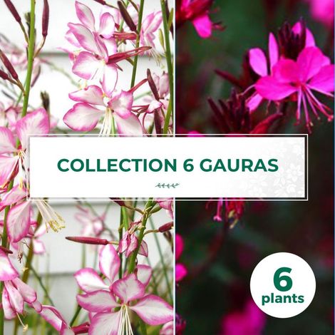 Collection de 6 Gauras (1/2)