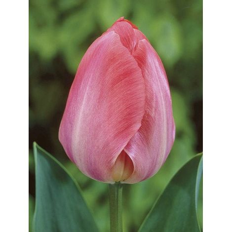 Tulipe de Darwin 'Van Eijk' Bulbe calibre 12+ (par 10) (1/2)