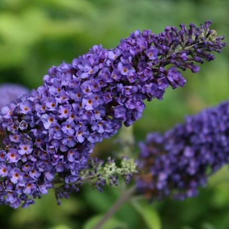 Arbre aux papillons 'Empire Blue' - 40-60 cm pot