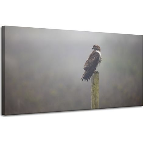 Leinwanddruck Tiere Vogel Falke 120x60 cm