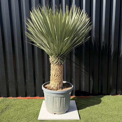 Yucca Rostrata Hauteur 150 Cm Pot 55 Litres (1/3)