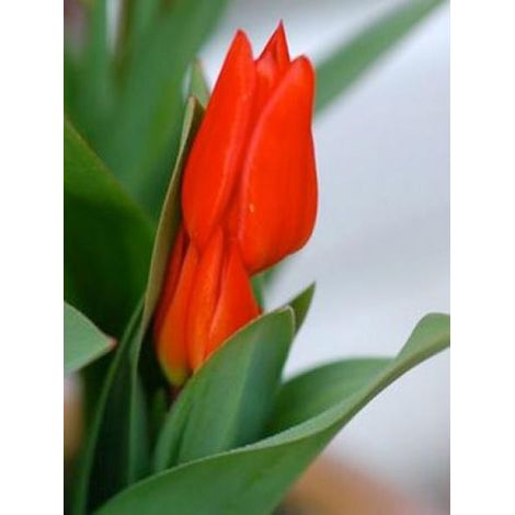 Tulipe pluriflore 'Praestans Fusilier' Bulbe calibre 11+ (par 10) (1/2)