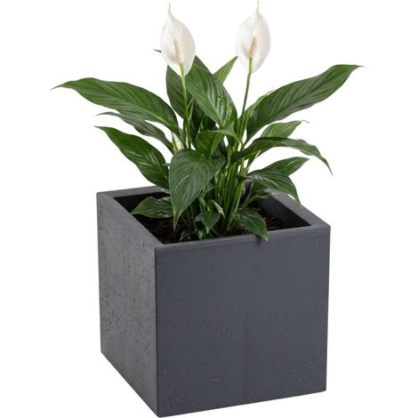 Pot de fleurs Betonique sur roulettes ECO anthracite 30x30xh30 cm (1/5)