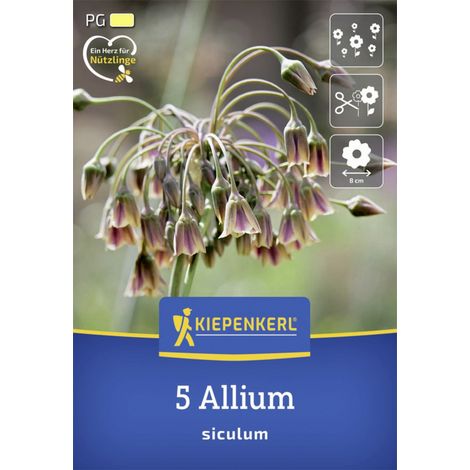 Kiepenkerl Herbstblumenzwiebel Sizilianischer Honiglauch 5 Stück (1/2)