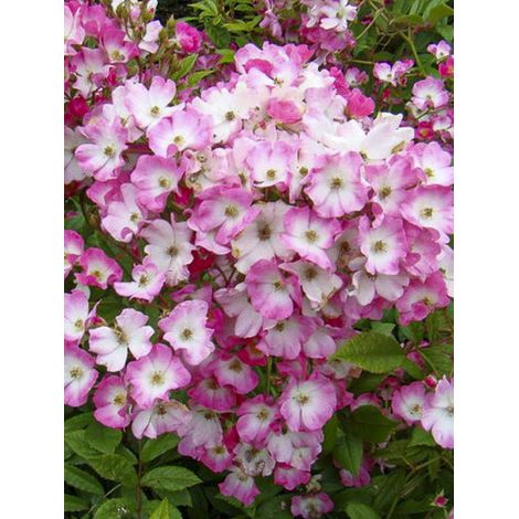 Rosier arbuste moschata 'Magie d'Orient' Pot de 4L/5L