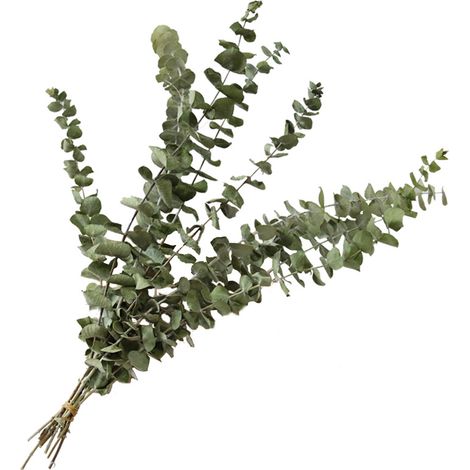 Lot de 10 Eucalyptus séchés naturels bouquet de 20 - 30 cm de décoration de fleurs séchées naturelles