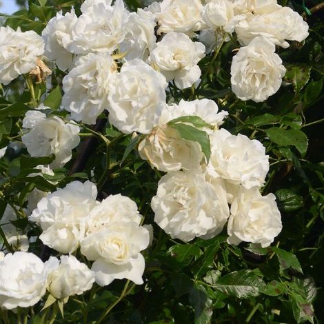 2 x Rosa - Rosier grimpante - Rosa 'Madame Alfred Carriere'