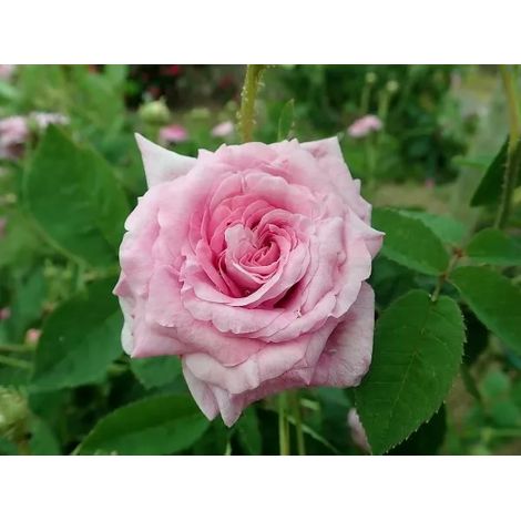 BARNI Rosa Berenice: eleganza delicata e fioritura abbondante dal fascino classico (1/5)