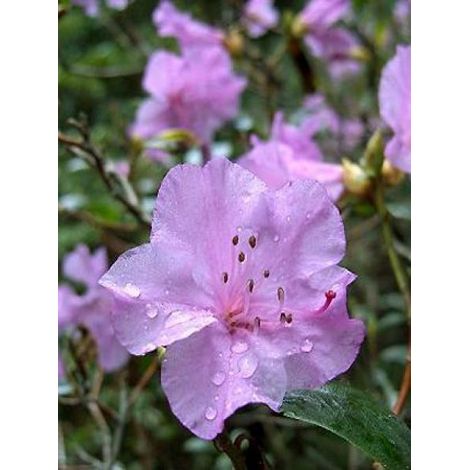 Rhododendron 'Praecox' Pot de 2L/3L (1/2)