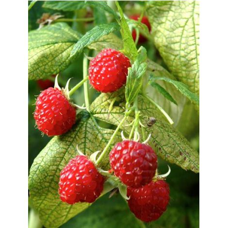 Framboisier 'Autumn Bliss' Pot de 1,5L/2L, Touffe