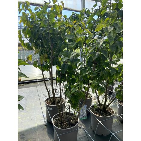 Gardenaria Lillà - Syringa vulgaris 'Madame Lemoine' - Arbusto ornamentale da giardino - Altezza: 50/70 cm (vaso19) (1/4)