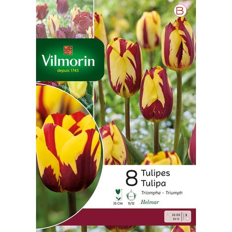 Vilmorin Tulipe Triomphe Helmar (1/2)