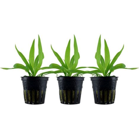 Aquarium Pflanze 3 Stück Helanthium 'Quadricostatus' Wasserpflanze Topf Nr.068 Set