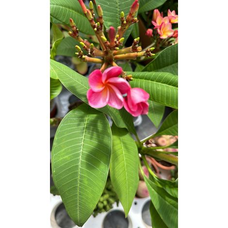 Plumeria Synchronicity, frangipane, H 60cm, foto reali (1/2)