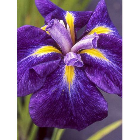 Iris japonais 'Iedo Mishiski' Godet de 8/9 cm (1/2)