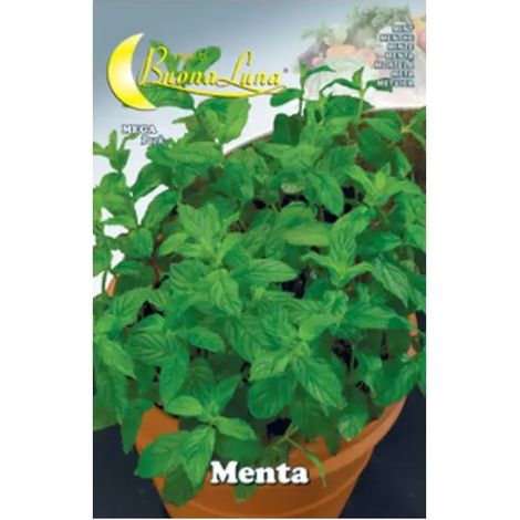 Semillas de menta 10 unidades