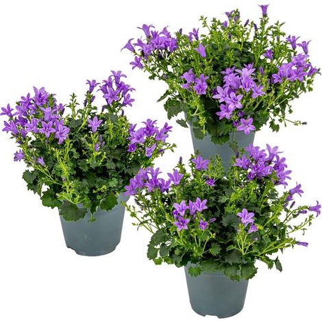 Lot de 3 - Campanula Ambella Intense Purple - Campanule - Couvre-sol - Plante de jardin - Rustique - Sans danger pour les animaux - Hauteur : 10-20 cm - Pot : 10,5 cm (1/5)