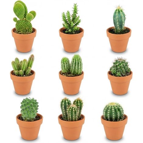 Lot de 9 Mini Cactus Mélange en Pots de Terre Cuite Ø 5,5 cm Hauteur 5-10 cm - PANGIVO (1/4)