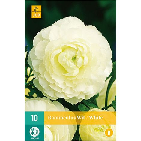 10 RENONCULES BLANCS ECLATANT Blanc